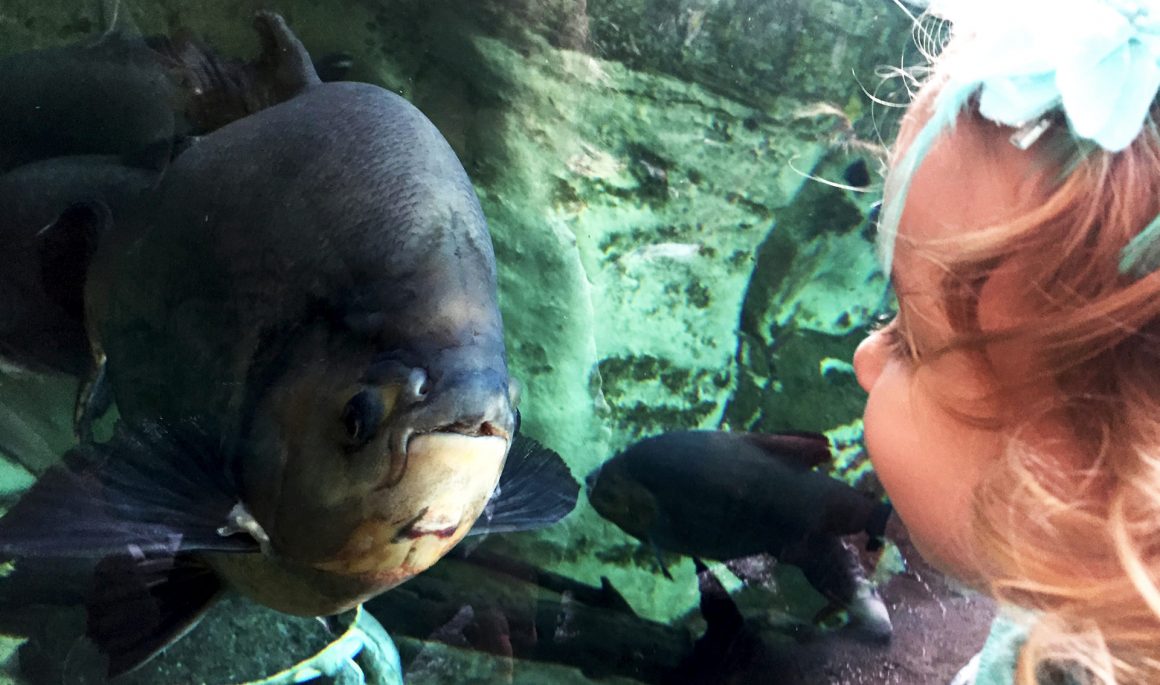 Petite fille devant aquarium à la serre amazonienne sortie en famille