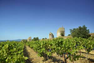 Vignes à proximité du chemin de croix de Gignac