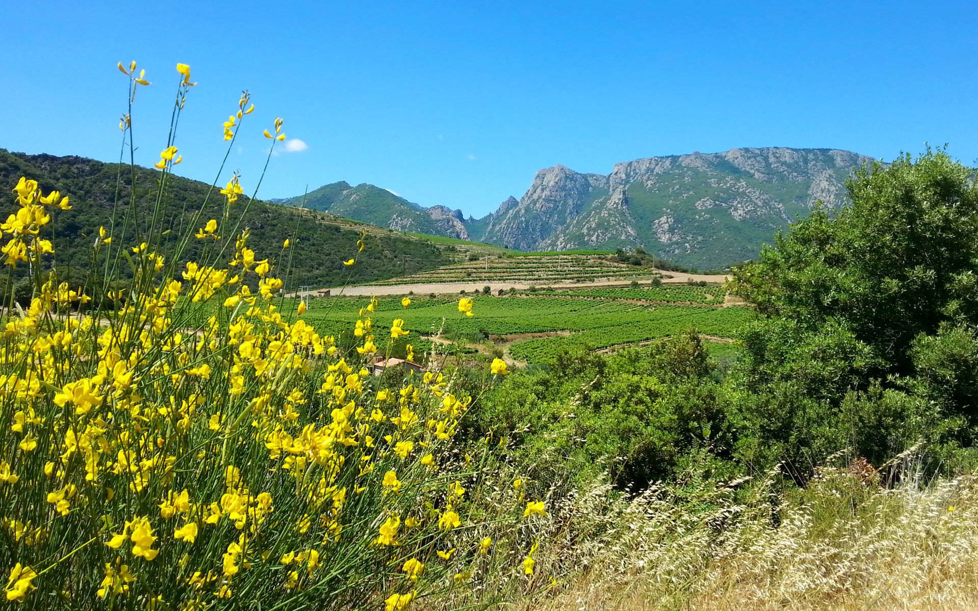 Le Caroux vu de la vallée de l'Orb