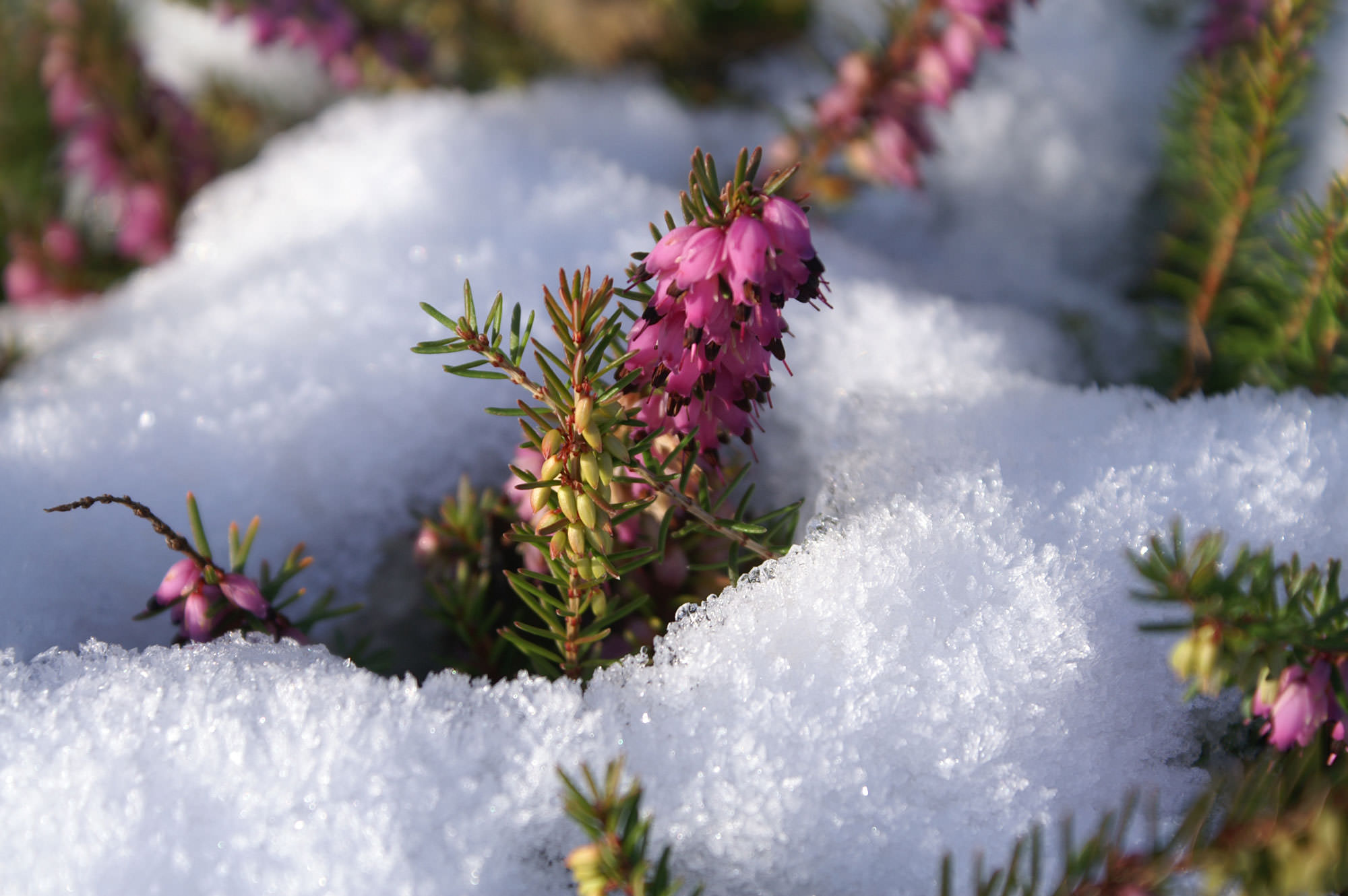 Neige autour fleur