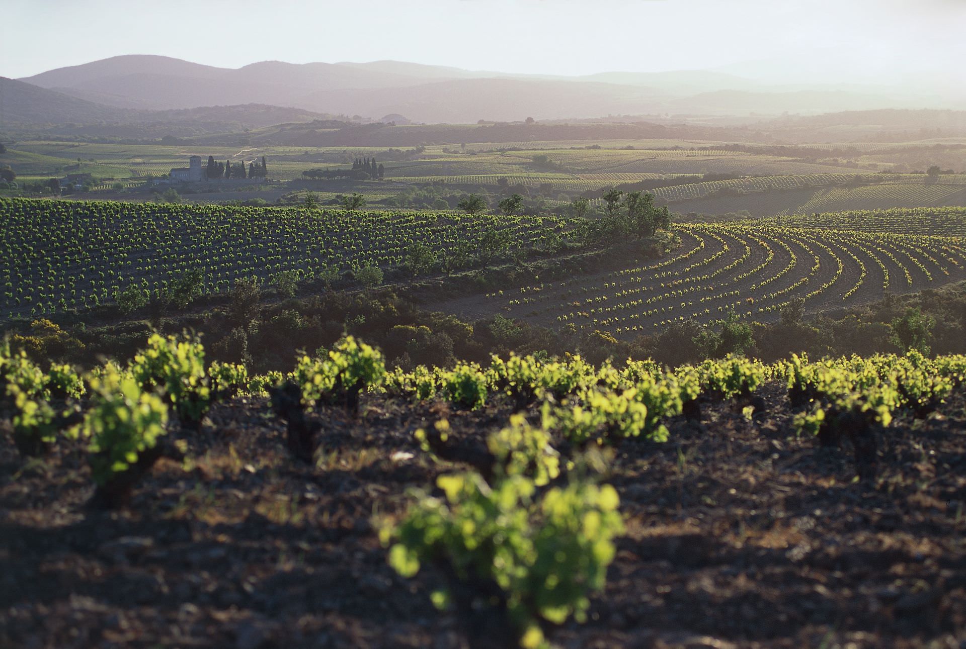 Paysage de vignes en Faugérois