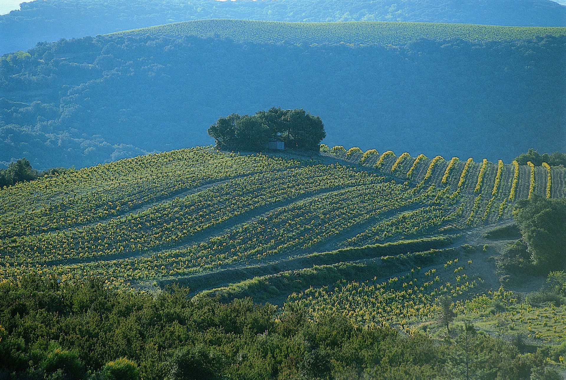 Paysage de vignes en Faugérois