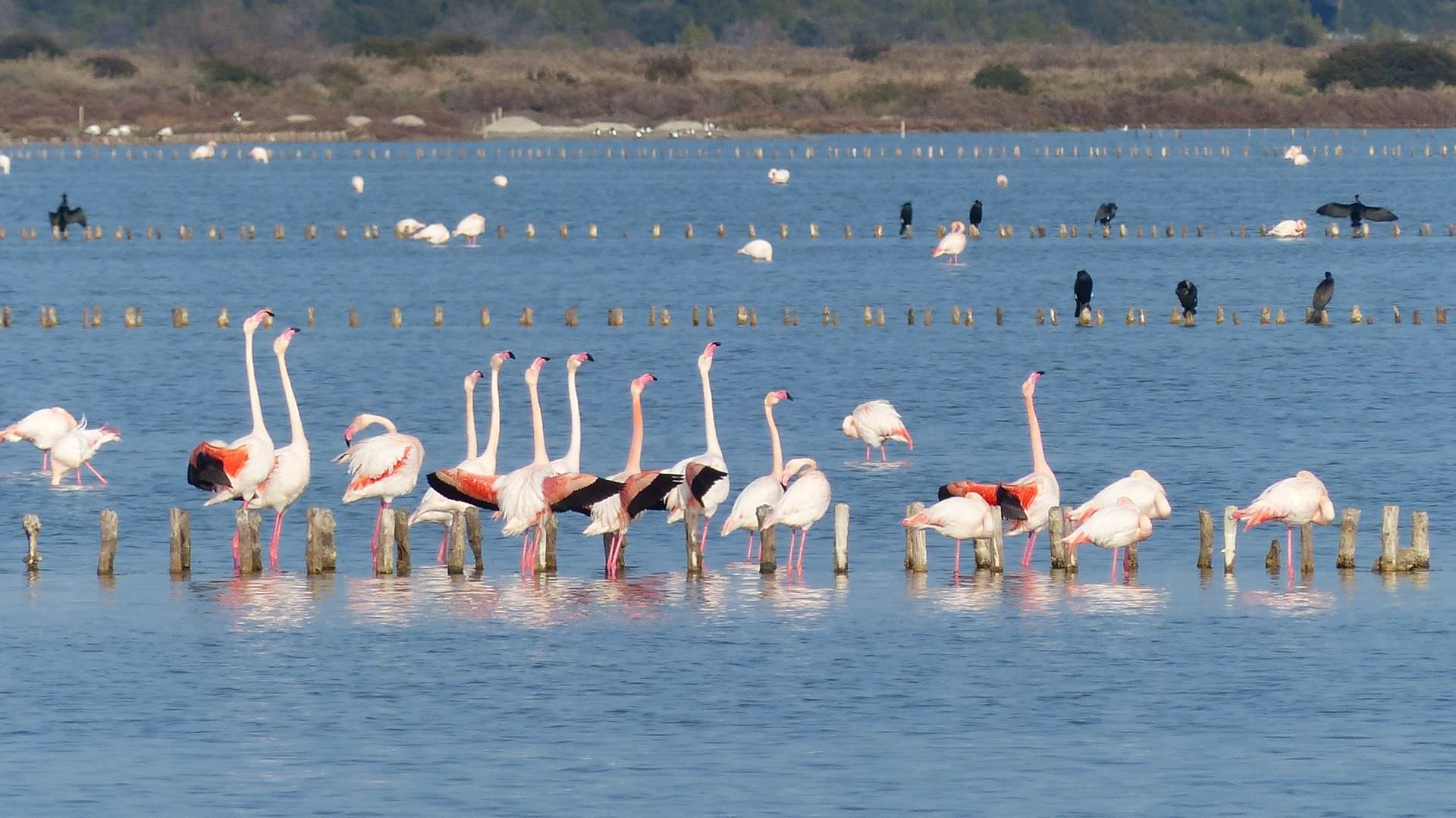 Flamants roses dans les étangs