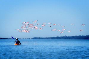 Kayak de mer et flamants rose sur un étang