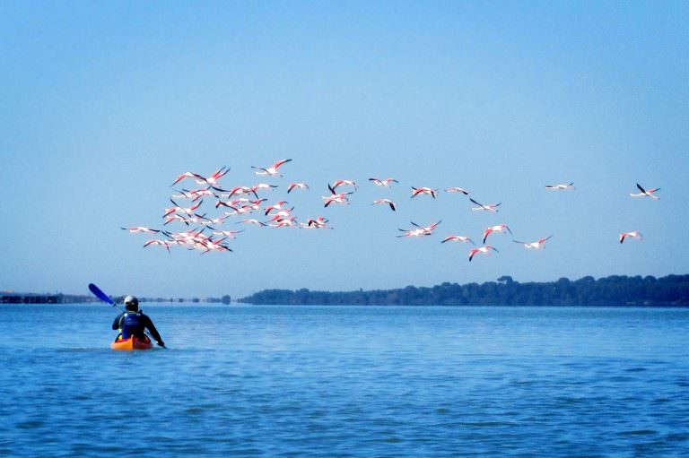 Kayak de mer et flamants rose © Juliette Freudenberg Kayak de mer et flamants rose sur un étang