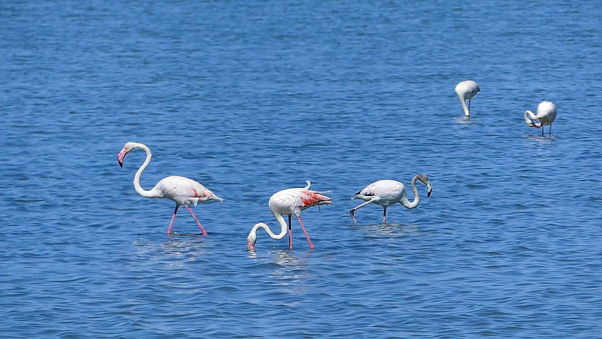 Flamants roses à la Réserve Naturelle du Méjean