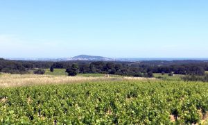Vue sur le vignoble de Montagnac en premier plan et le mont Saint-Clair en second