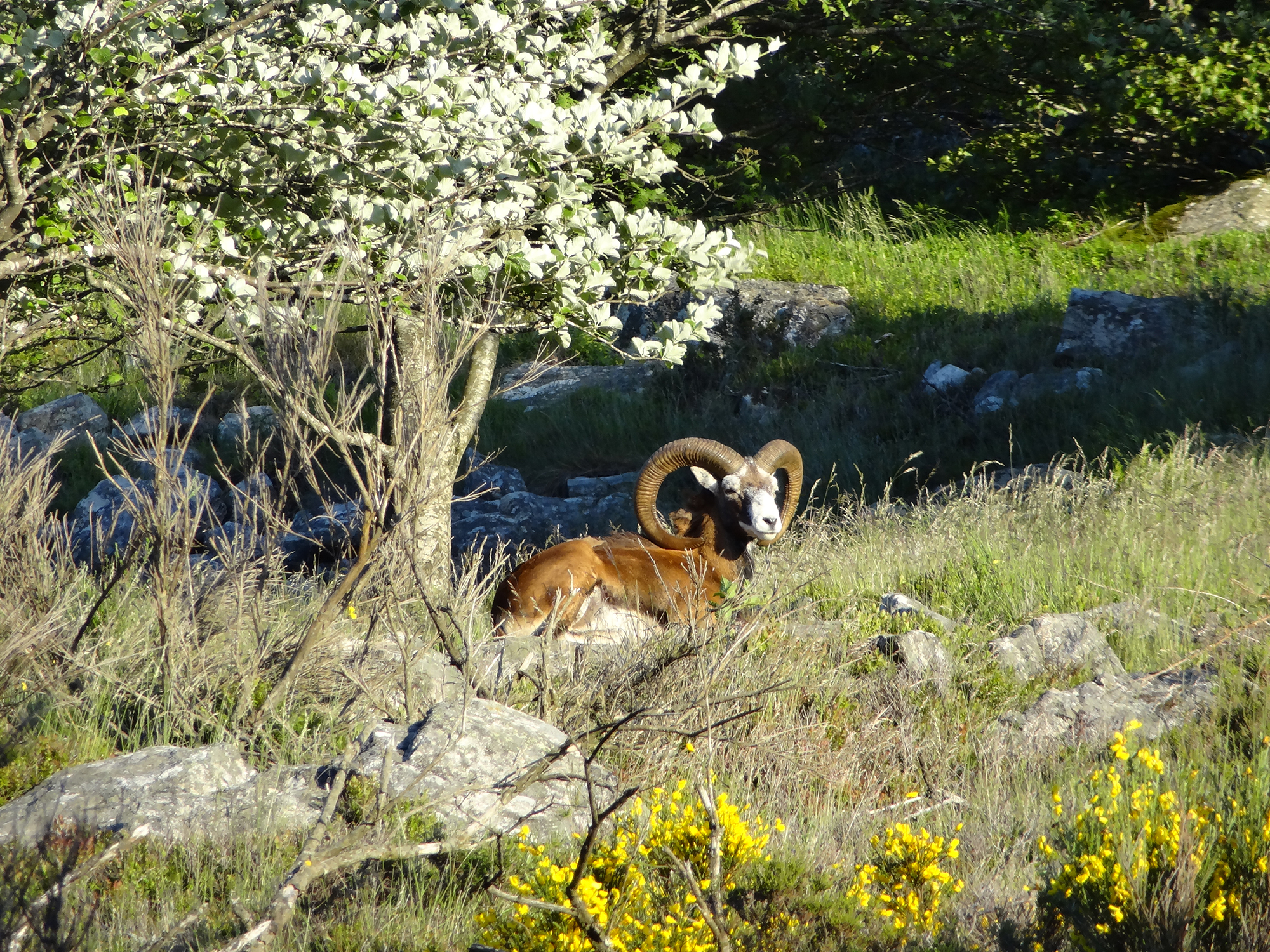 Mouflon du Caroux