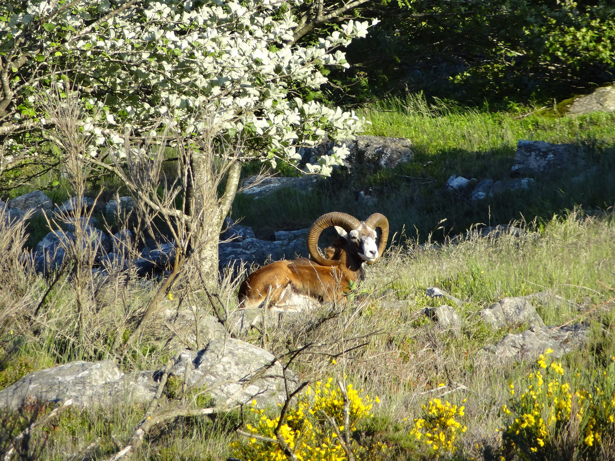 Mouflon du Caroux