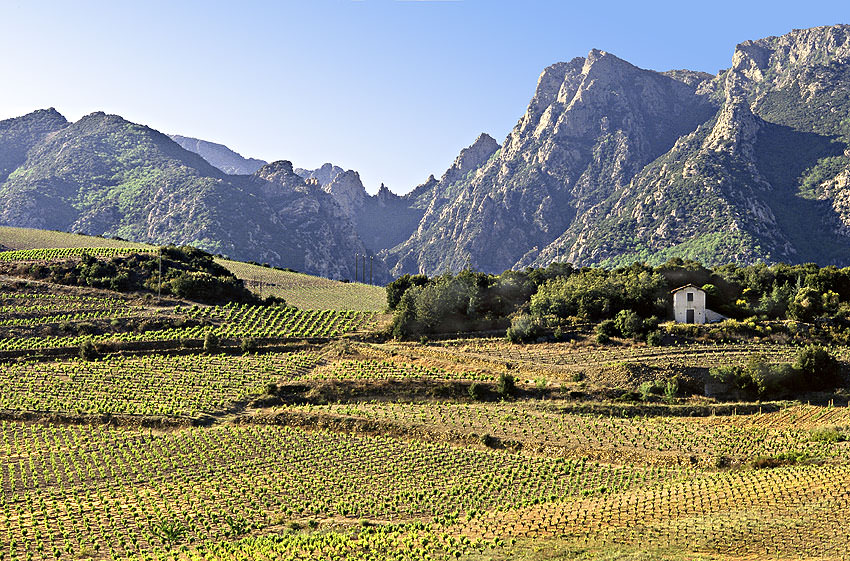 Vignobles de SaintChinian, au fond les montanes de l'Espinouse