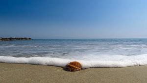 Coquillage sur la plage des Aresquiers à Frontignan