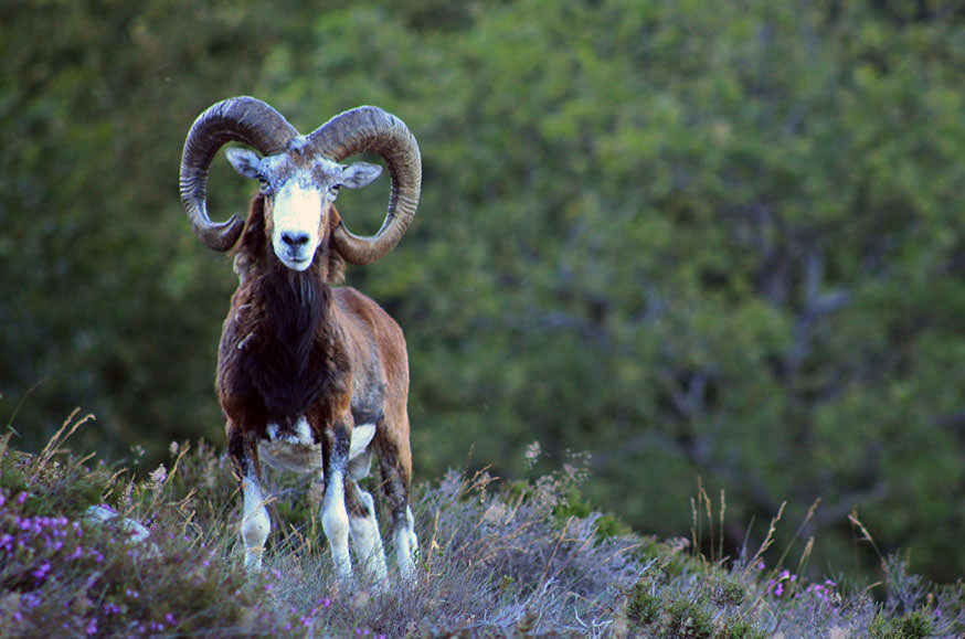 Mouflon du Caroux