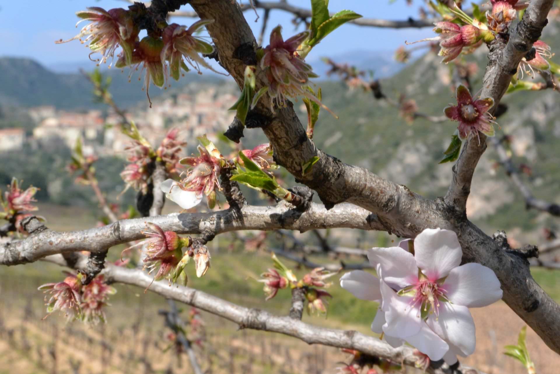 Printemps à Vieussan