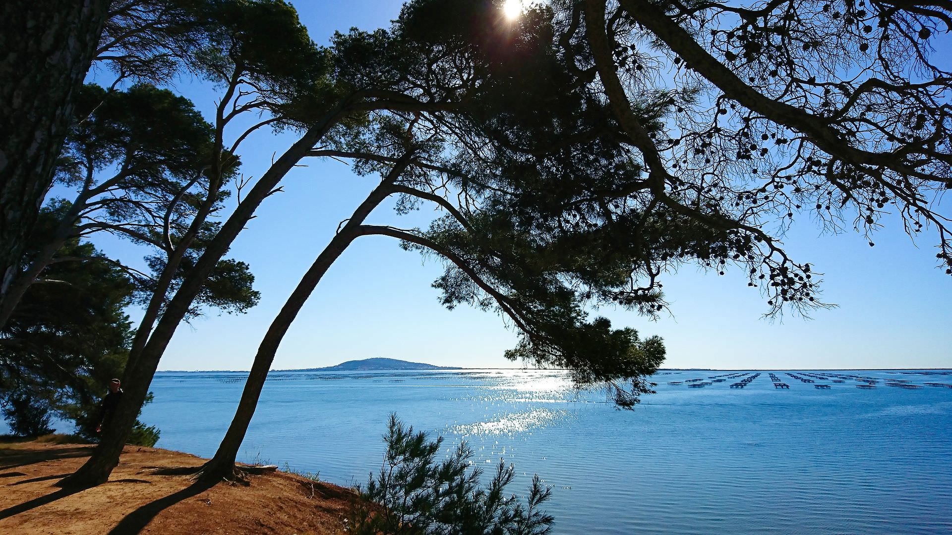 La crique de Bellevue sur l'étang de Thau