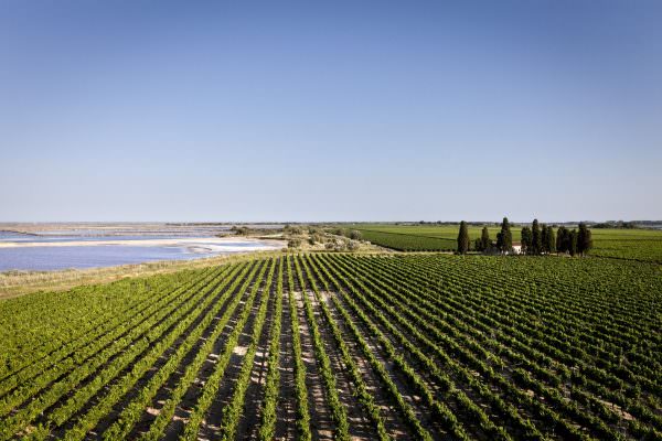 Vignobles du domaine de Jarras, Vins des sables