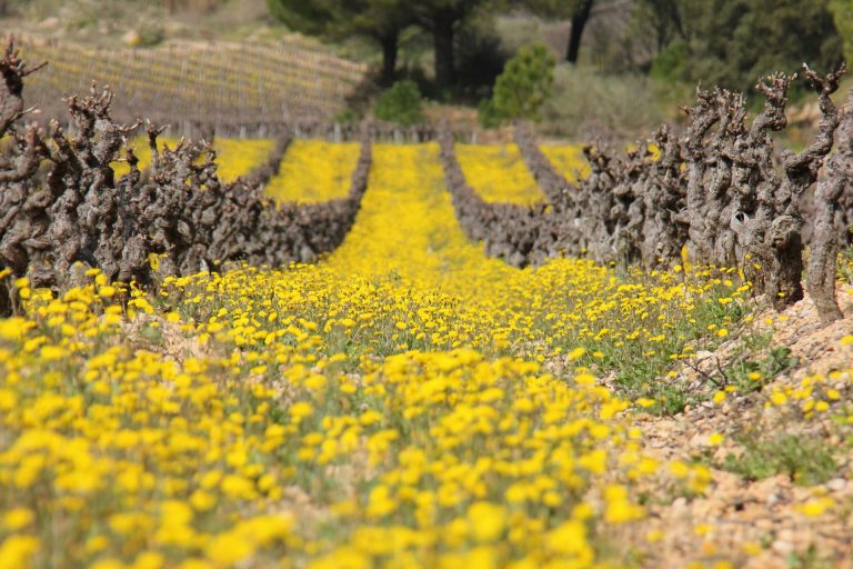 Au milieu d'un champ de vignes au printemps, avec de jolies petites fleurs jaunes au premier plan