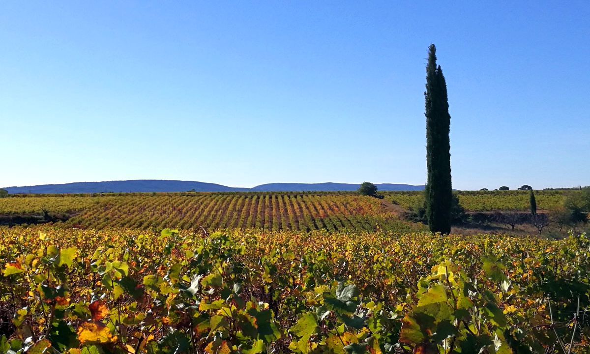 Les vignes du Sentier du Dragon, oenorando