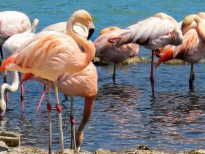 Flamants roses