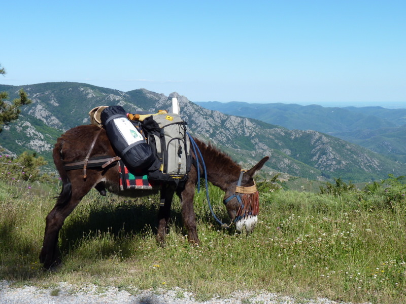 Randonnée avec un âne dans le Parc Naturel Régional du Haut Languedoc en famille