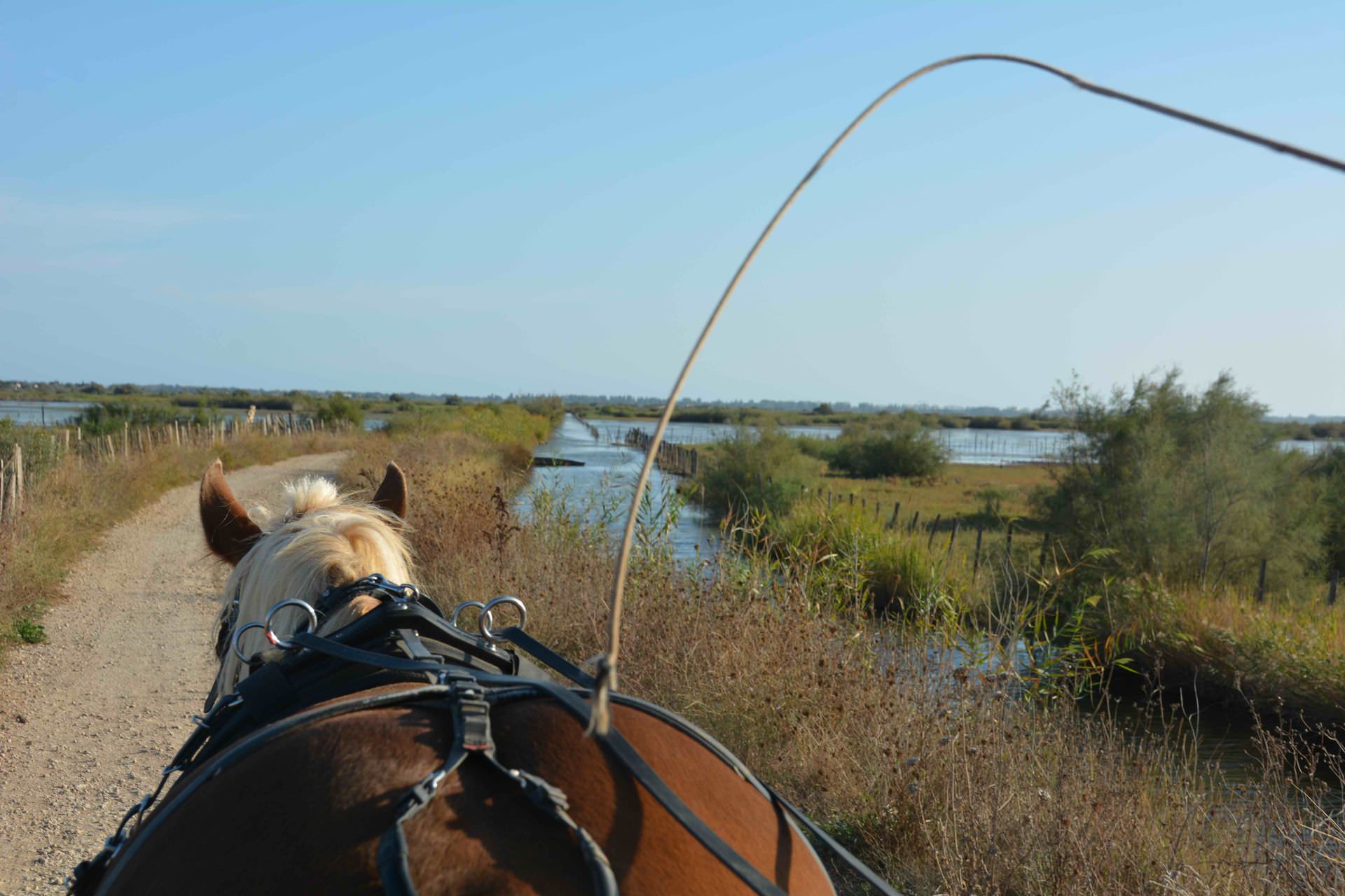 Balade en calèche en famille ou entre amis en Petite Camargue