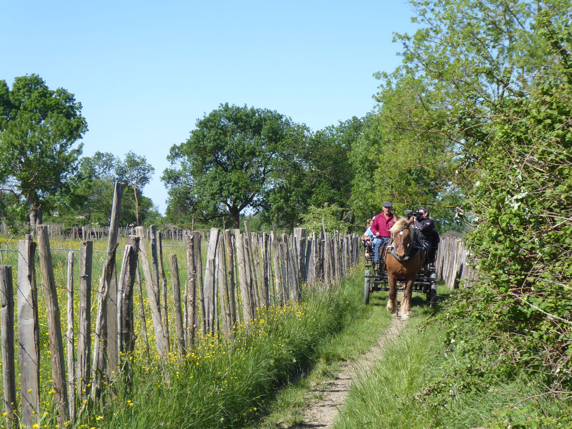 Balade en calèche en famille ou entre amis en Petite Camargue