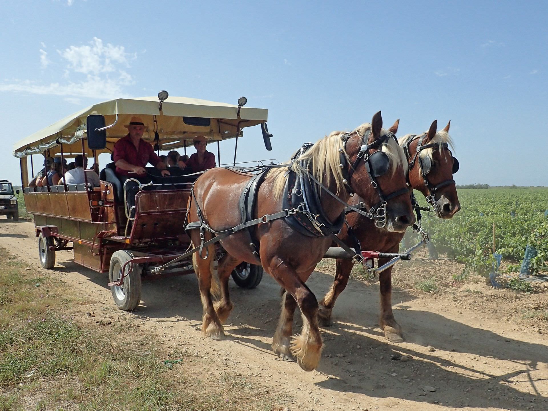 Balade en calèche en famille ou entre amis en Petite Camargue