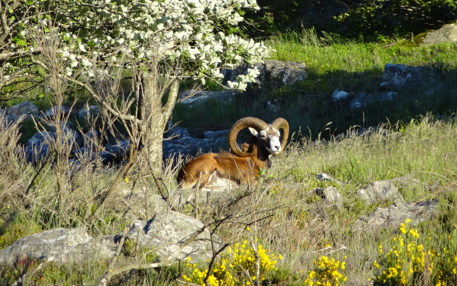 Mouflon sur le Caroux