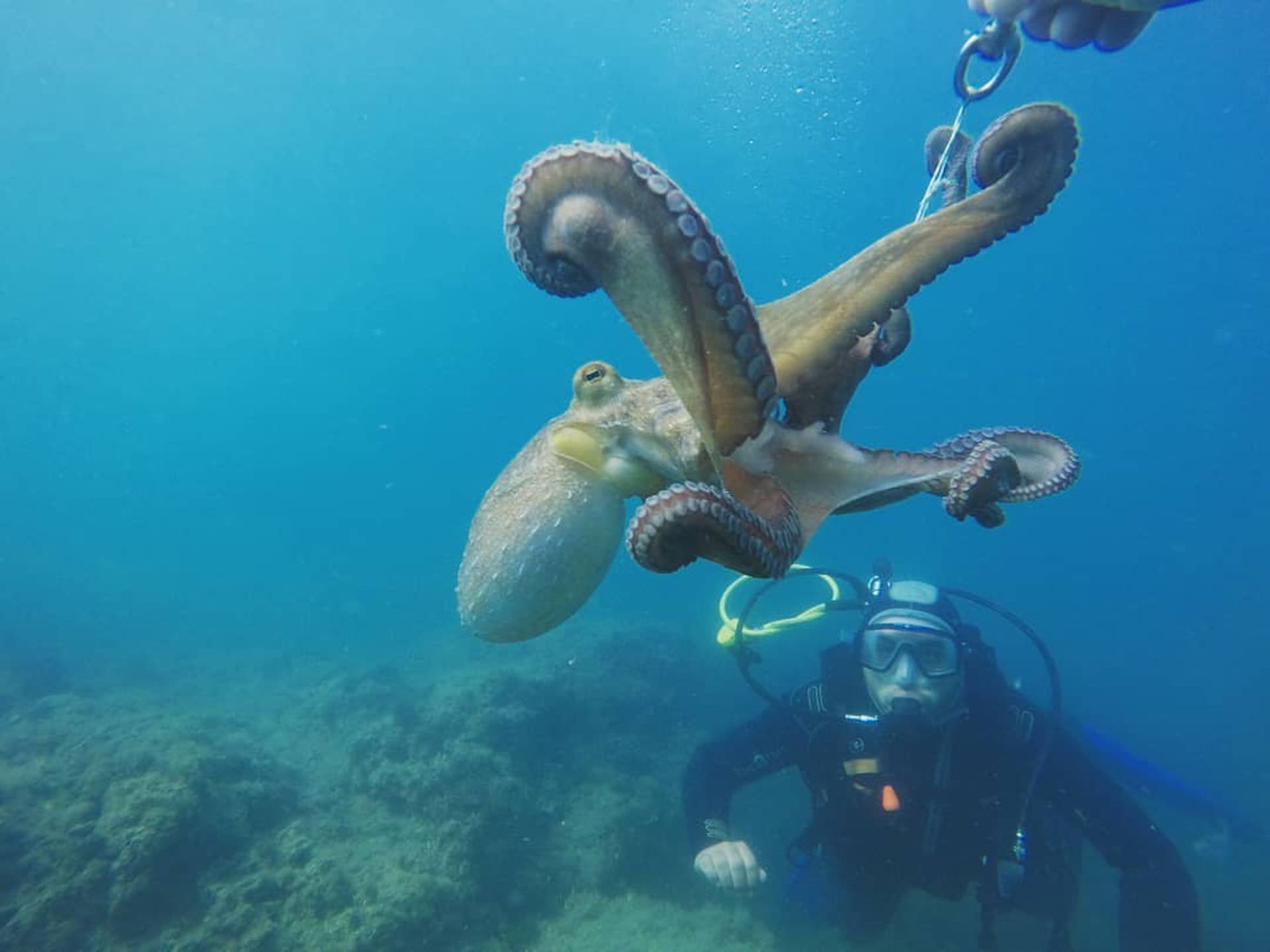 Séance de plongée en mer Méditerranée