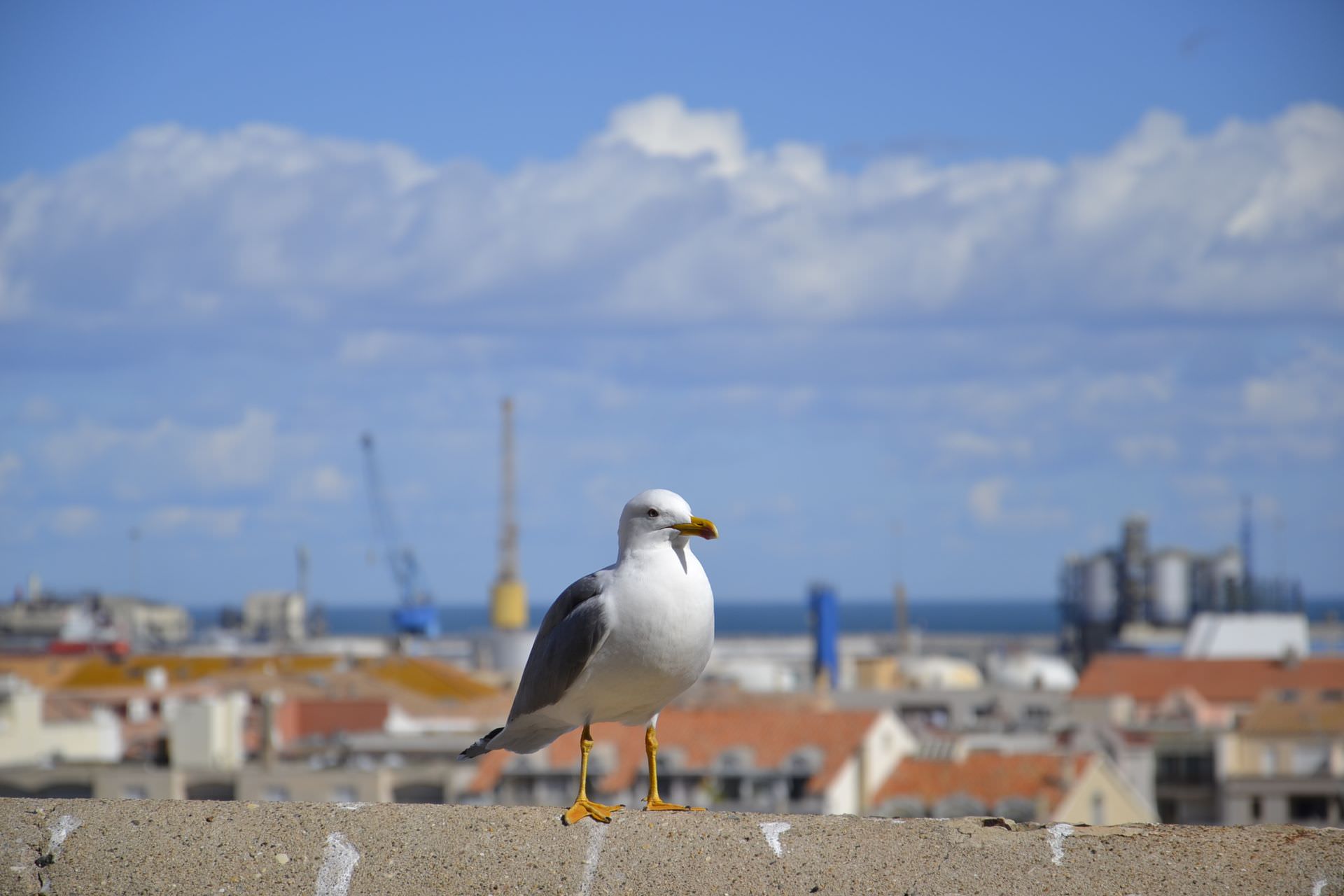 Vue du Quartier Haut sur le Port de Sète