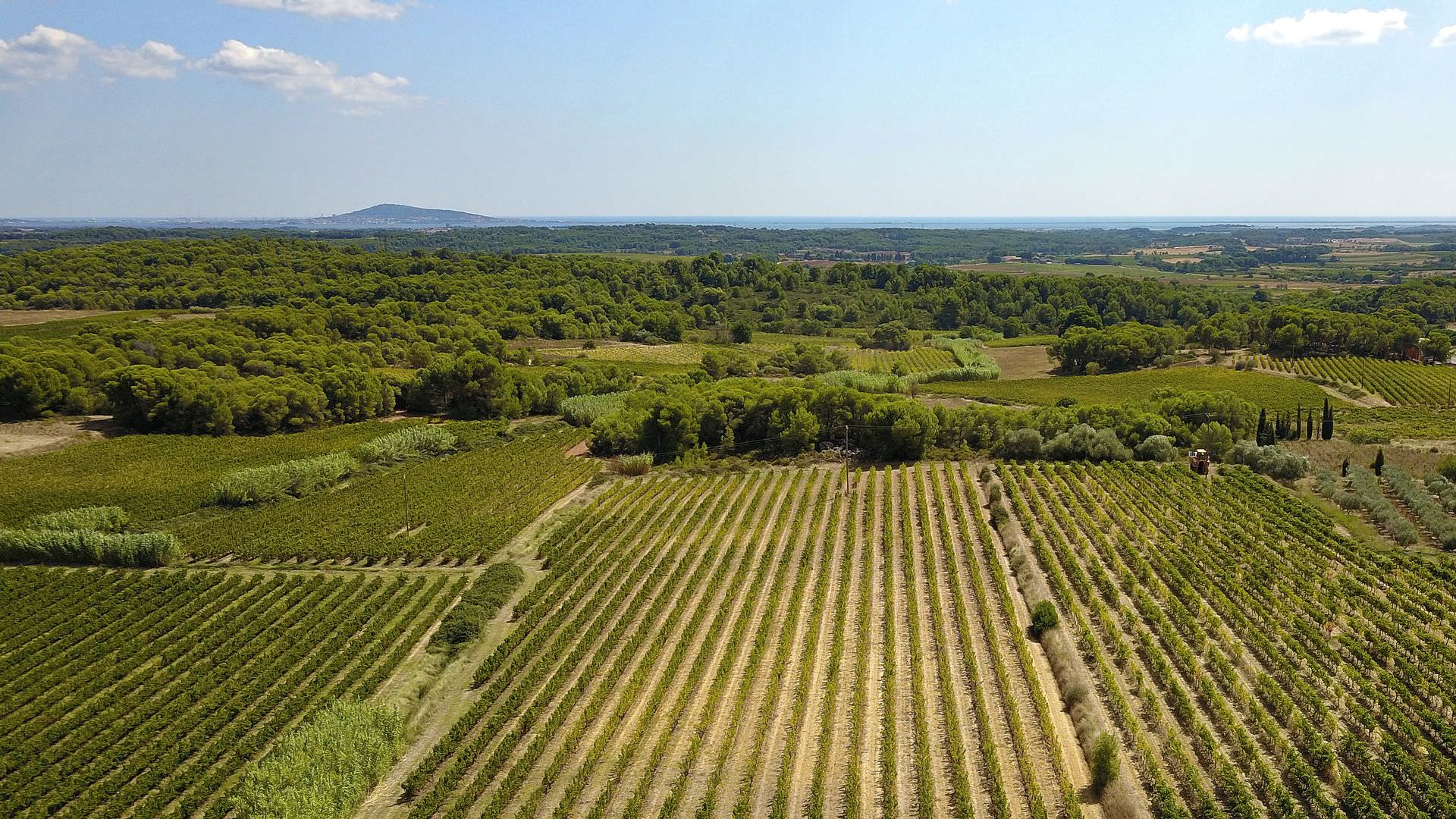 Vignobles de Thau en Méditerranée