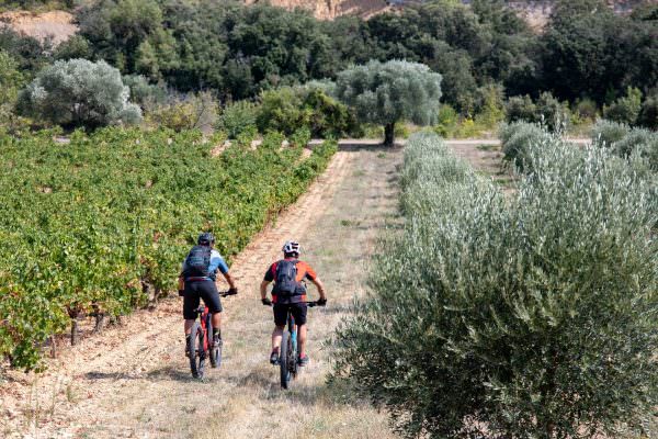 2 vététistes entre vignes et oliviers