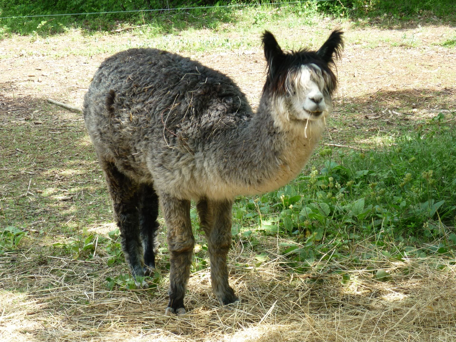 Lama au Parc animalier du Theil au Caylar