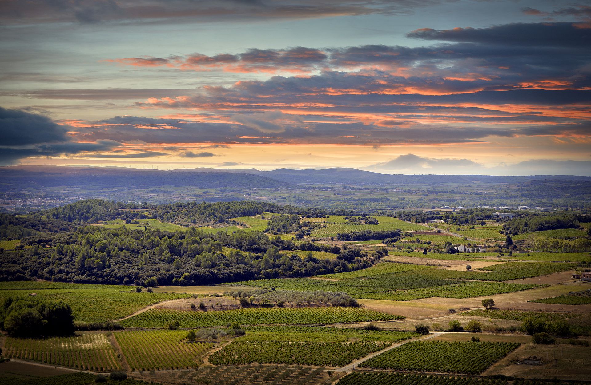 Vue sur le paysage des vignobles de Montpeyroux
