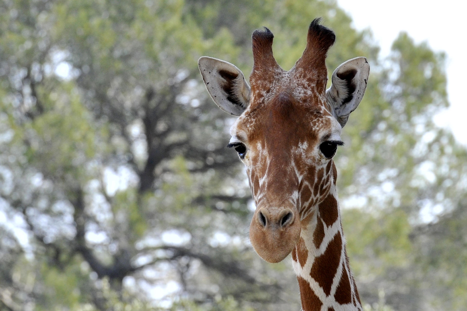 Girafe au zoo de Lunaret à Montpellier