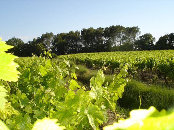 Vignes de Sommières