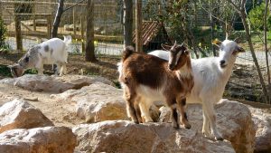 Chèvres au parc animalier auxx petits fermiers à Lansargues