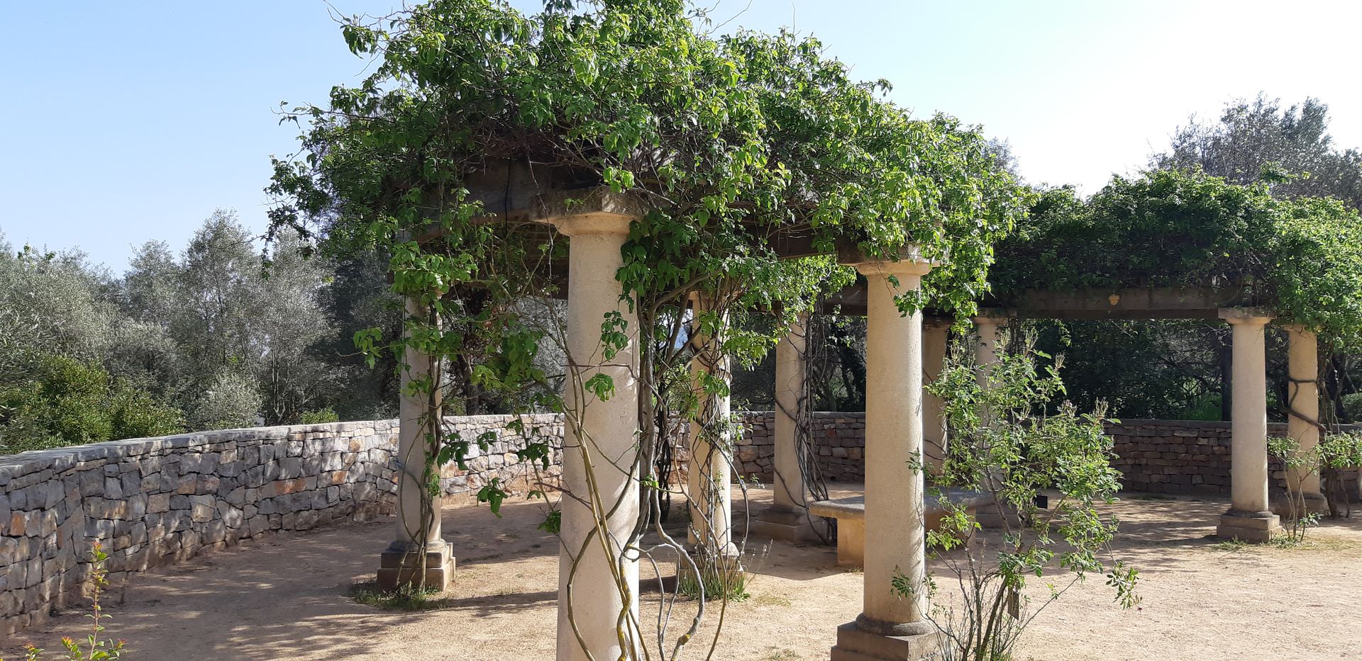 Balaruc-les-Bains, roseraie du Jardin Antique Méditerranéen