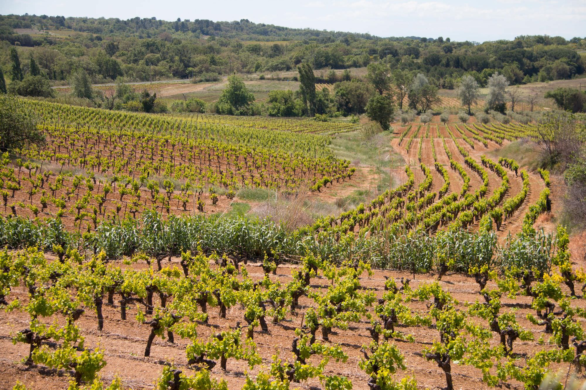 Vue sur les vignes de Bassan