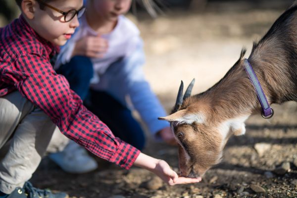 Enfant qui donne à manger à une chèvre sortie en famille dans un parc animalier
