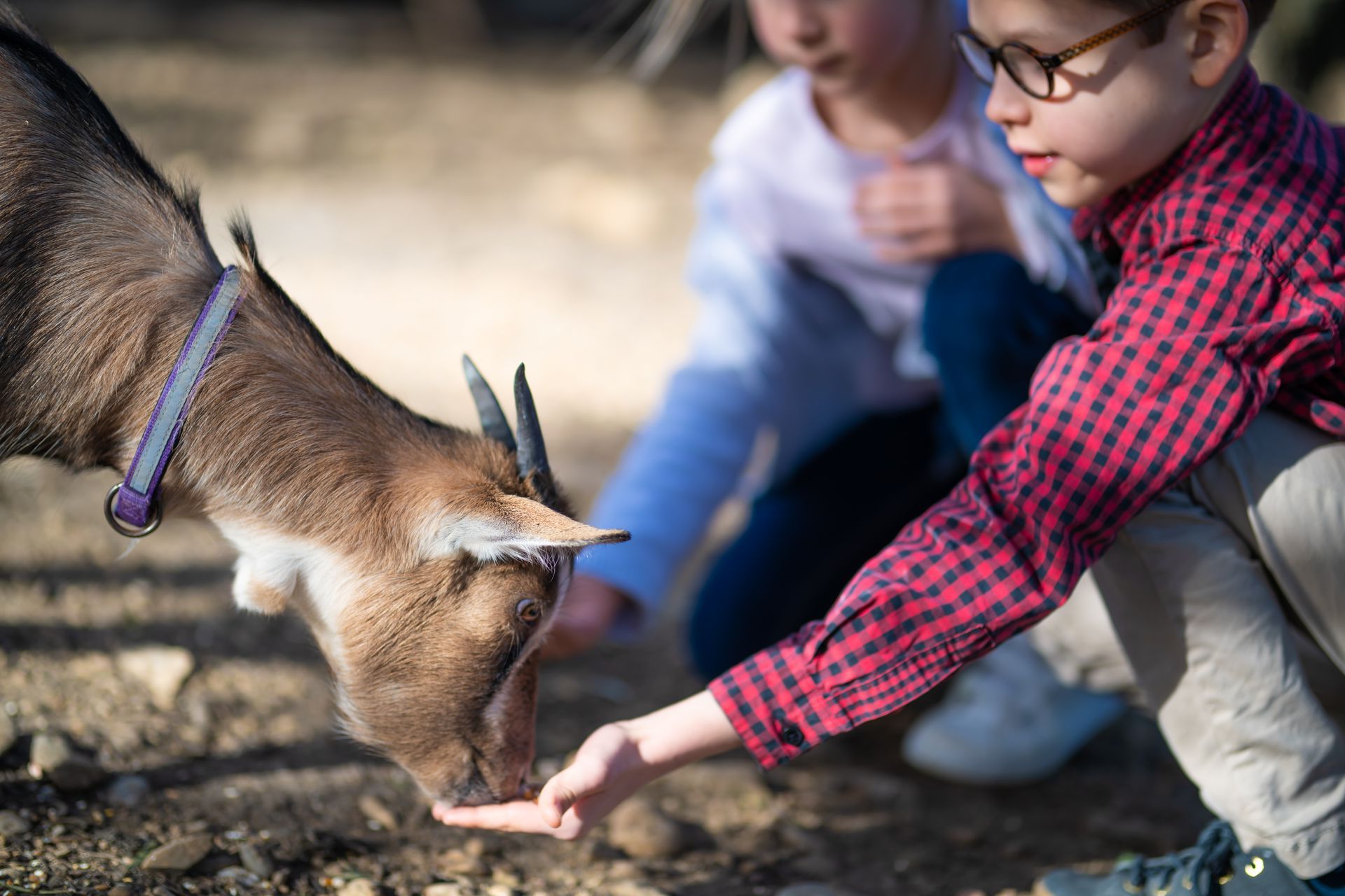 Enfant qui donne à manger à une chèvre, sortie en famille dans un parc animalier