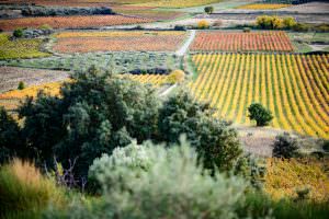 Paysage de vignes et oliviers à Montpeyroux à l'automne