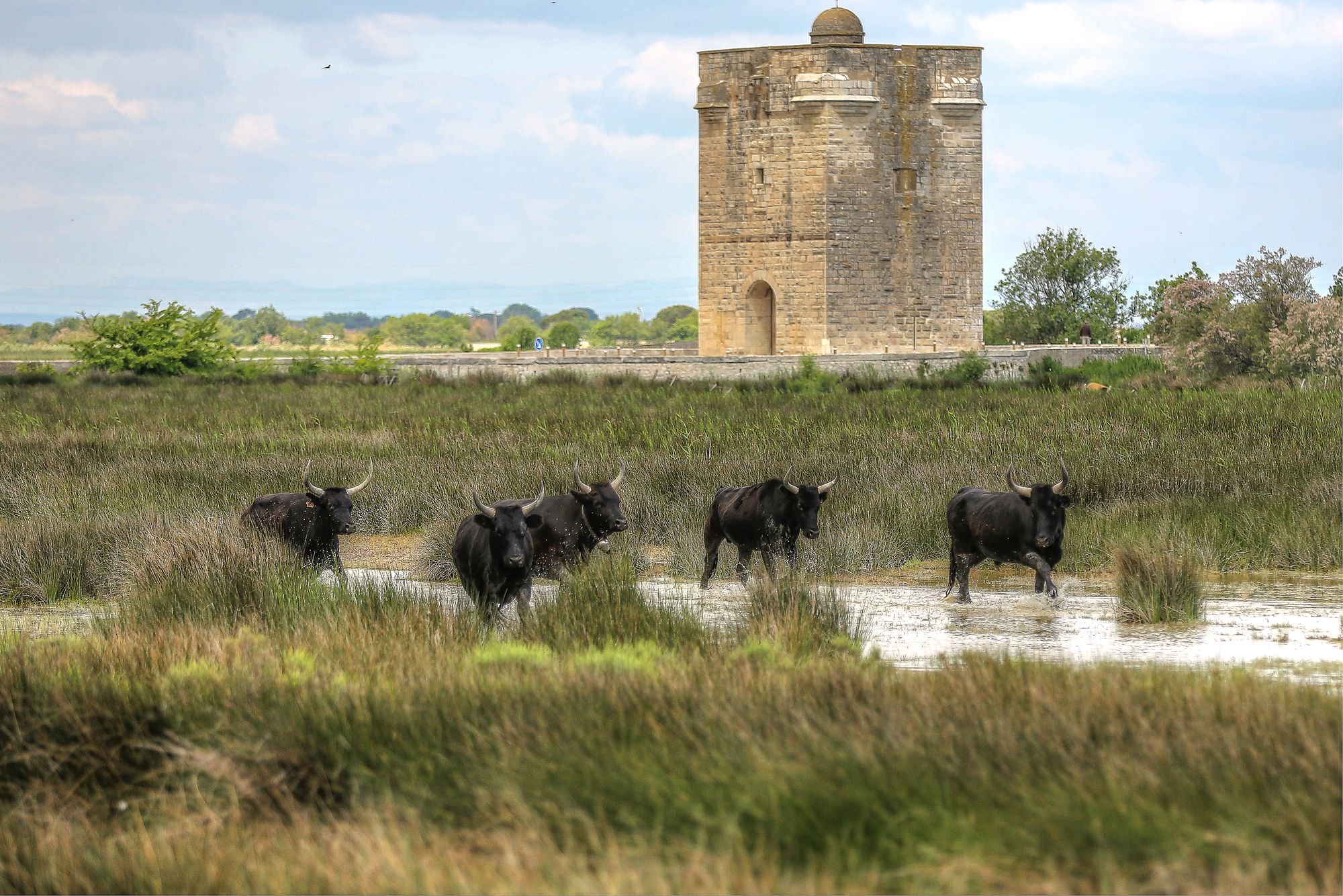 vue de la petite camargue, taureaux