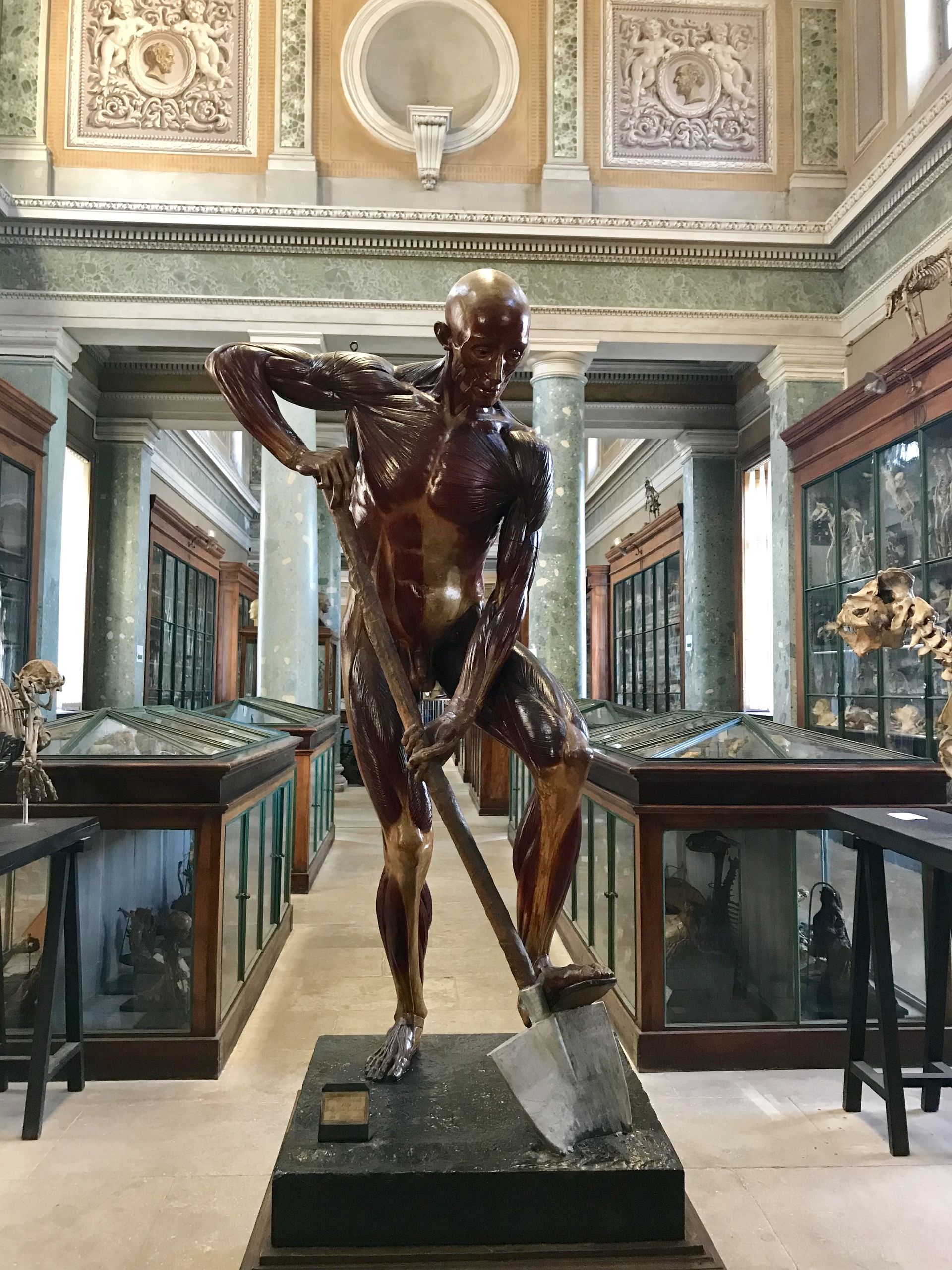 Conservatoire de l'anatomie à Montpellier