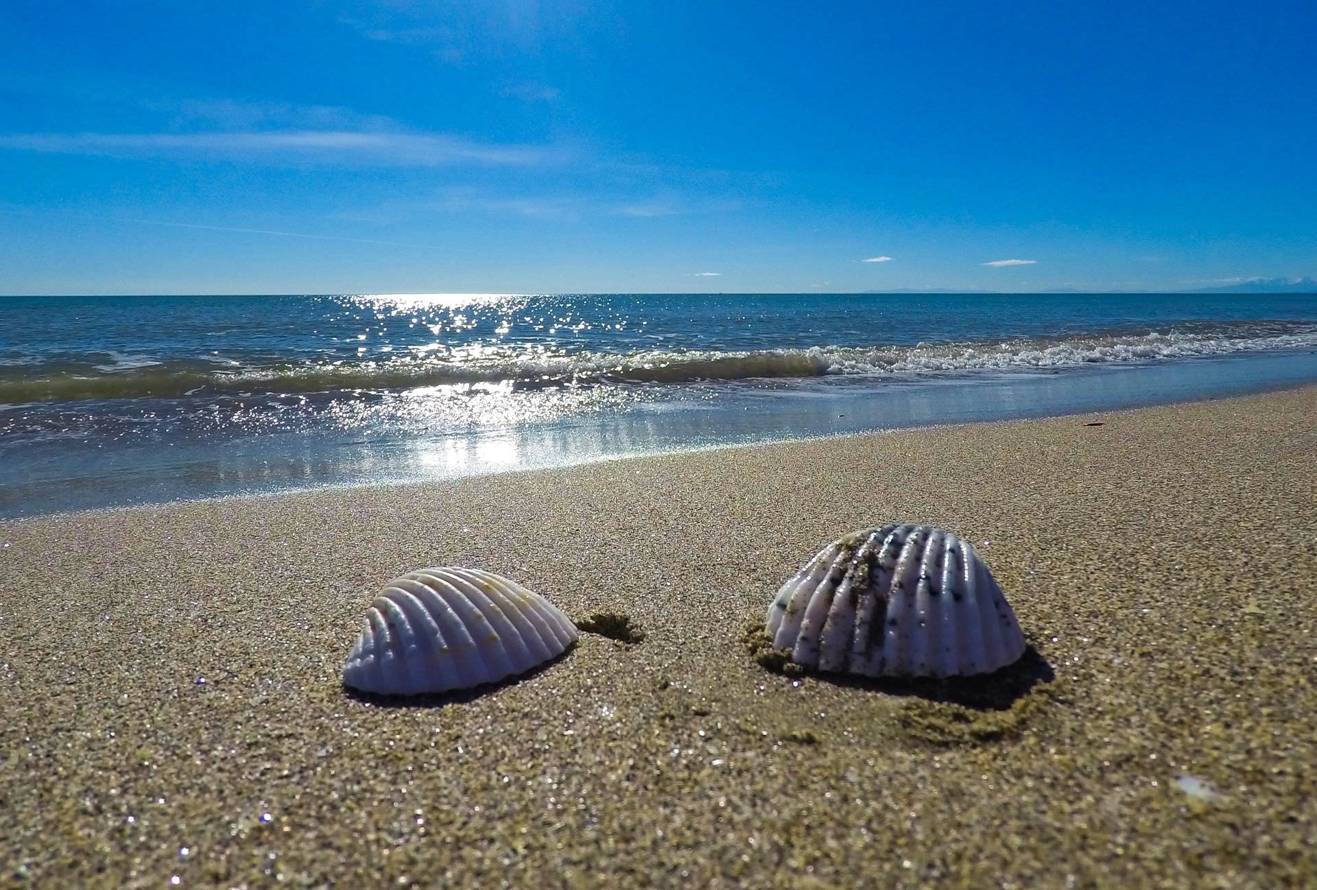 Coquillages sur la plage de Portiragne