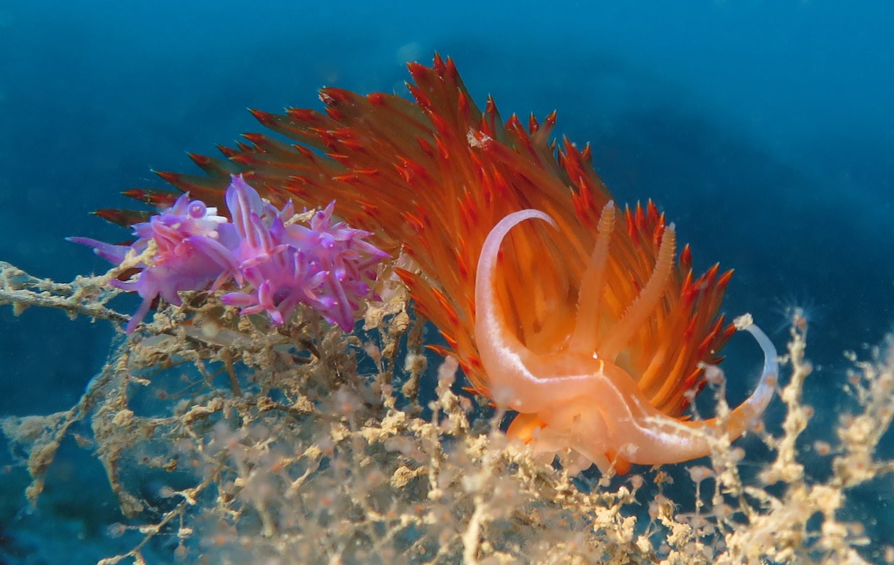 Limace de mer dans la Réserve marine de Palavas