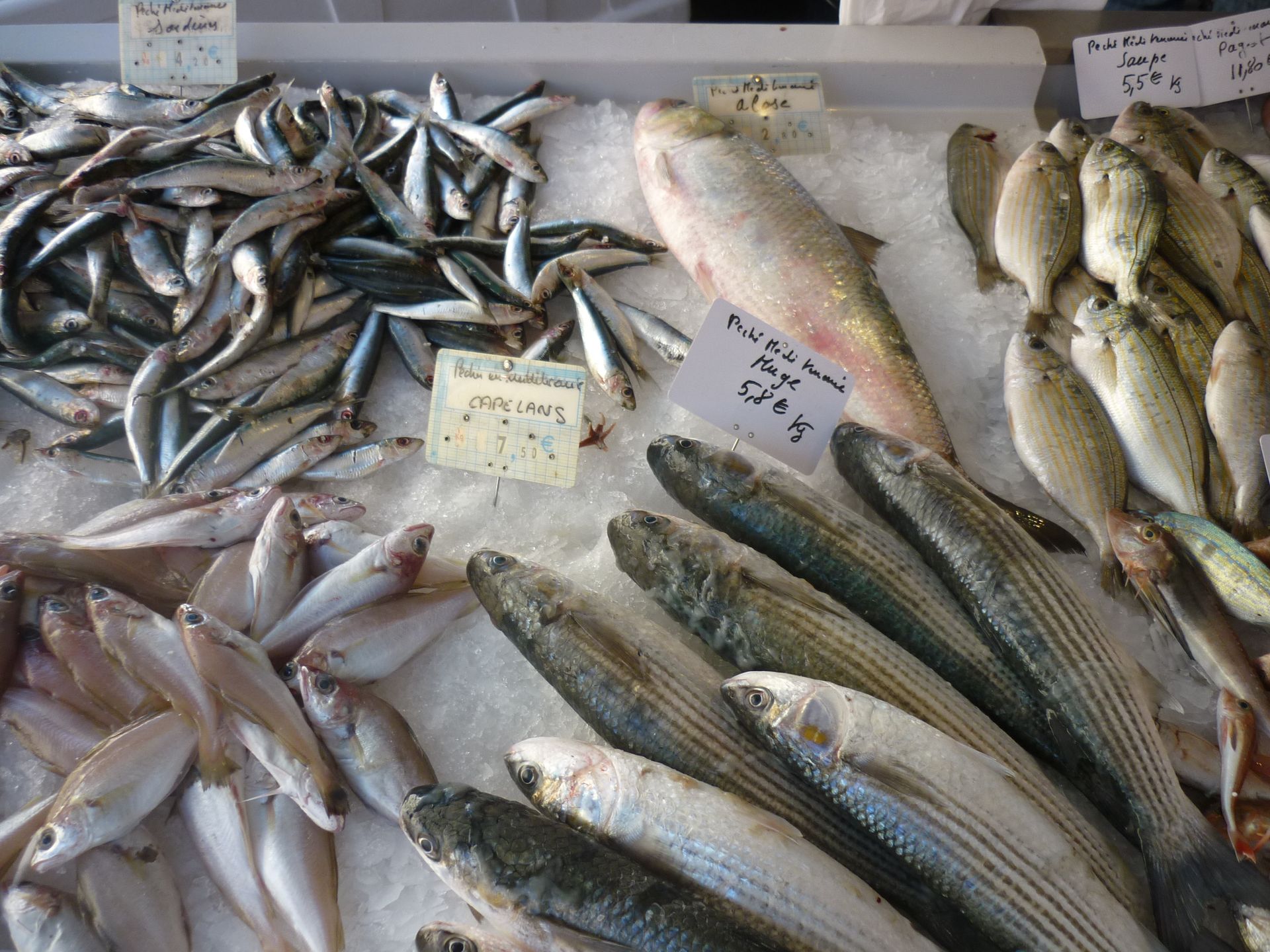 Etal de poissons au marché