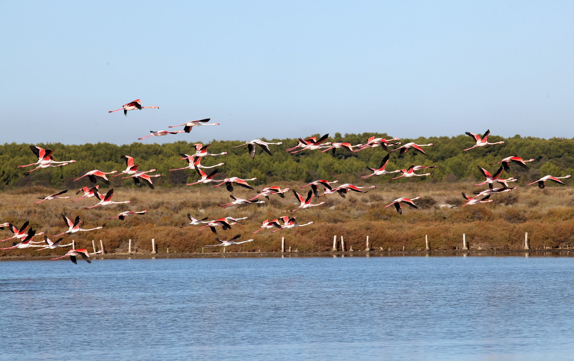 Vol de flamants roses dans les anciens salins