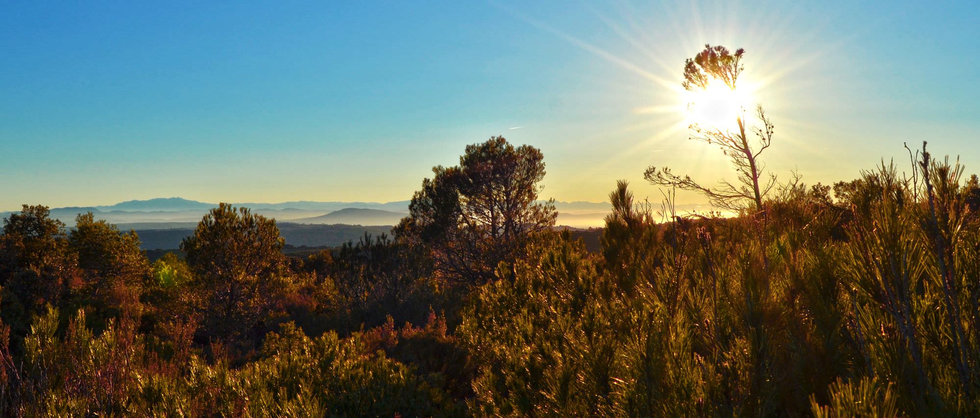 Garrigues en Minervois