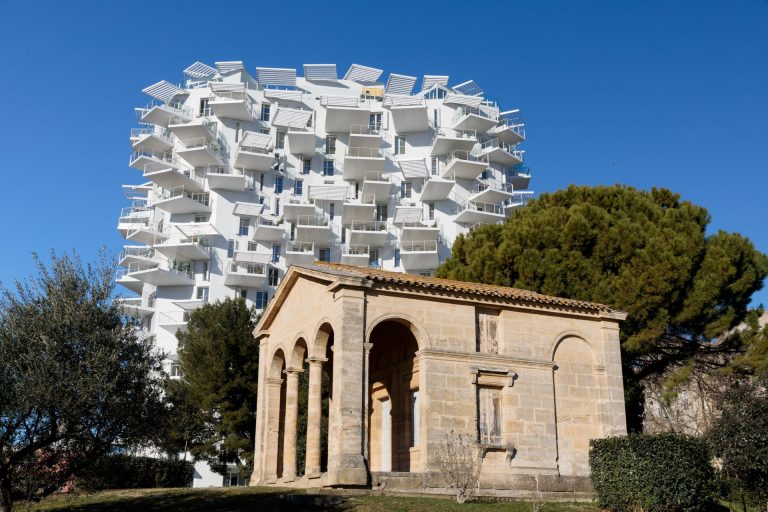 L'arbre blanc de Montpellier aux abords de la ville millénaire