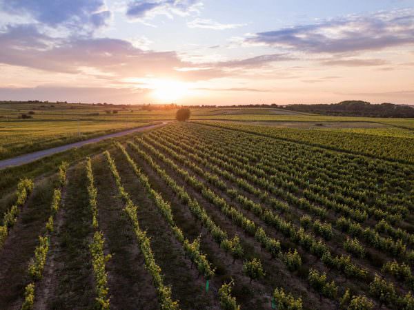 Vignoble du Domaine de Tarbouriech